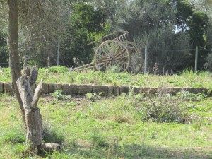 IMG_4908 (Medium)